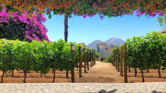 “5 viñas cerca de Santiago para una escapada con vino y vistas 🍇”
