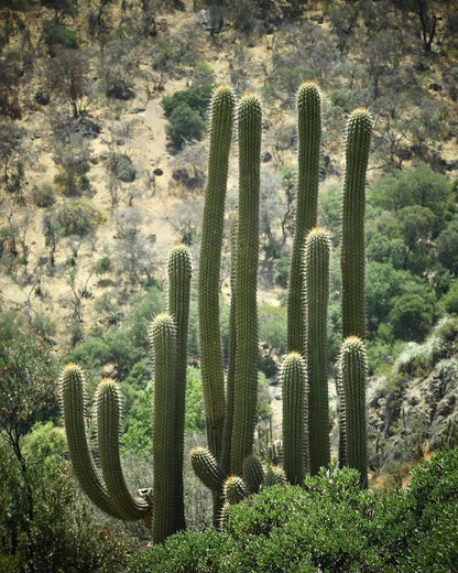 Taller de Trekking - Sendero Los Peumos