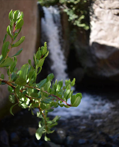 Taller de Trekking - Sendero Los Peumos
